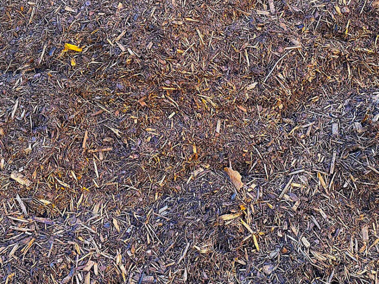 Dark brown wood mulch on ground surface.